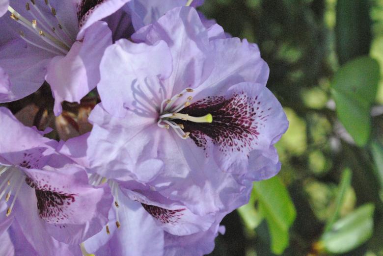 Free stock image of Flowers in the Garden created by Donald Johns