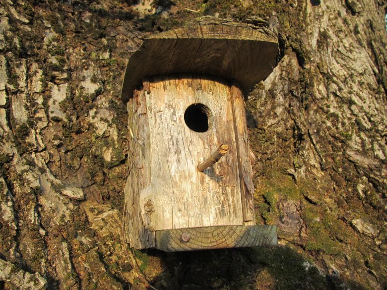 Free stock image of Tree birdhouse created by Boris Kyurkchiev