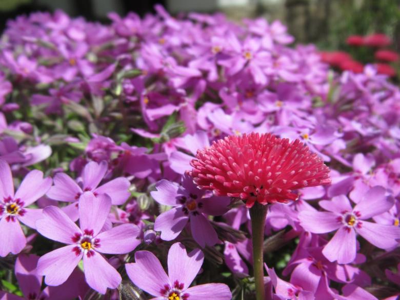 Free stock image of Colorful flowers created by Boris Kyurkchiev