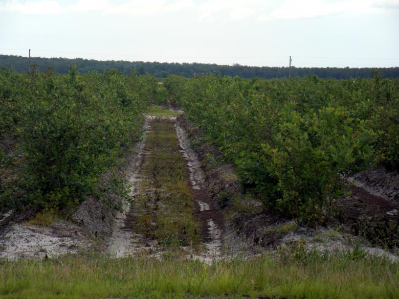 Free stock image of Blueberry Fields created by Vincent alvino