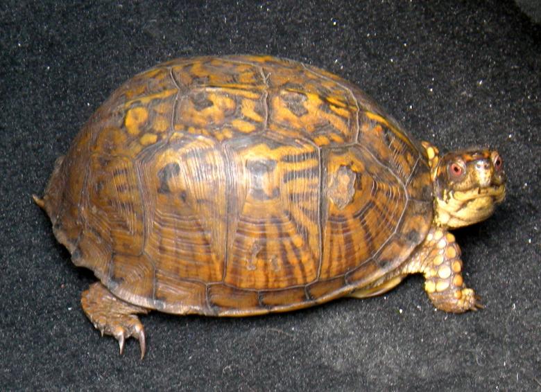 Free stock image of Turtle created by Vincent alvino