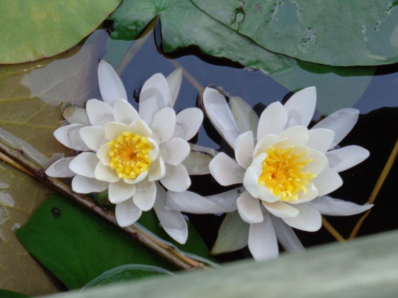 Free stock image of Waterlilies created by Debbie White