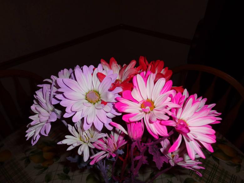 Free stock image of Colorful Daisies created by Debbie White