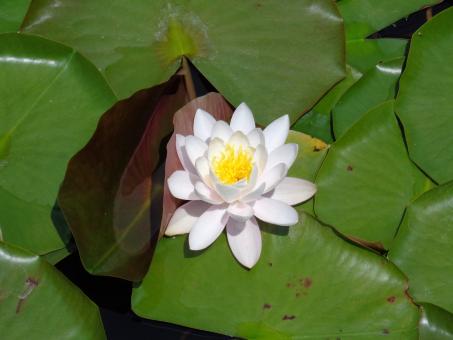Water Lily - Free Stock Photo