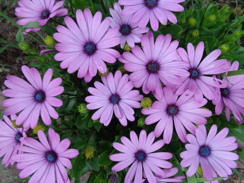 Free stock image of Purple Daisies created by Debbie White