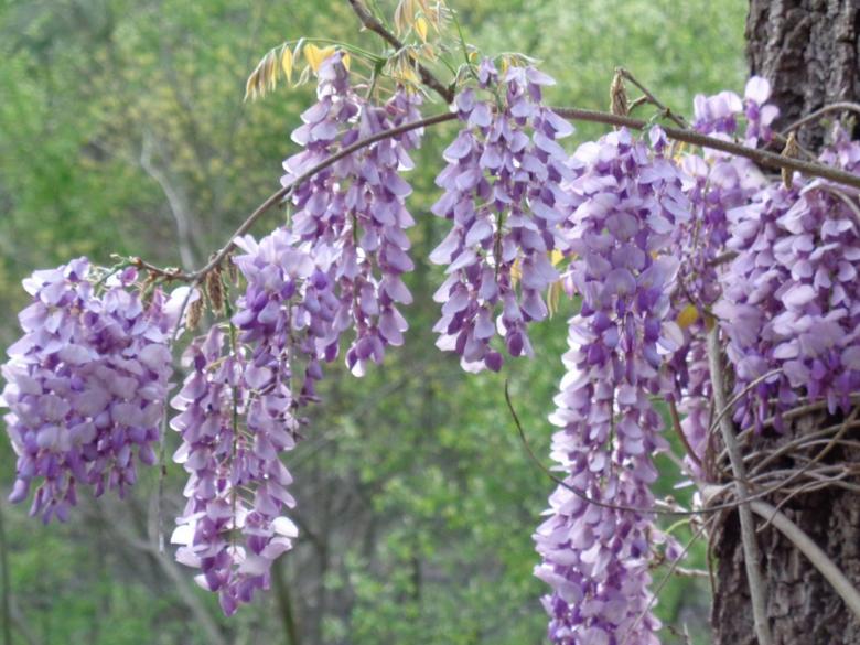 Free stock image of Wisteria created by Debbie White