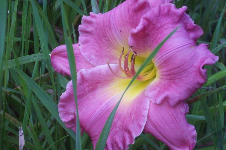 Free stock image of Pink Lillie created by Debbie White