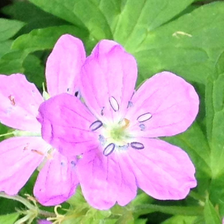 Free stock image of Pink Flowers created by Debbie White