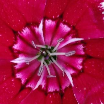 Flower Closeup - Free Stock Photo