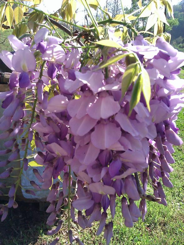 Free stock image of Wisteria Bloom created by Debbie White