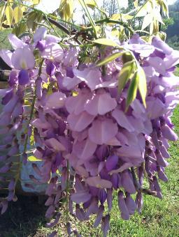 Wisteria Bloom - Free Stock Photo