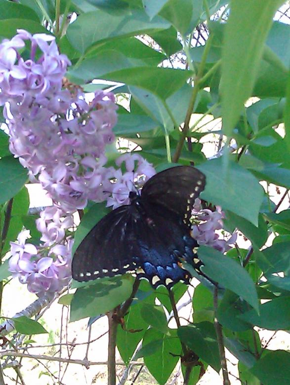 Free stock image of Butterfly on Lilac created by Debbie White