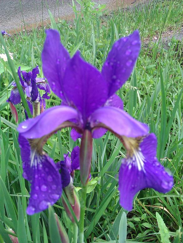 Free stock image of Iris created by Debbie White