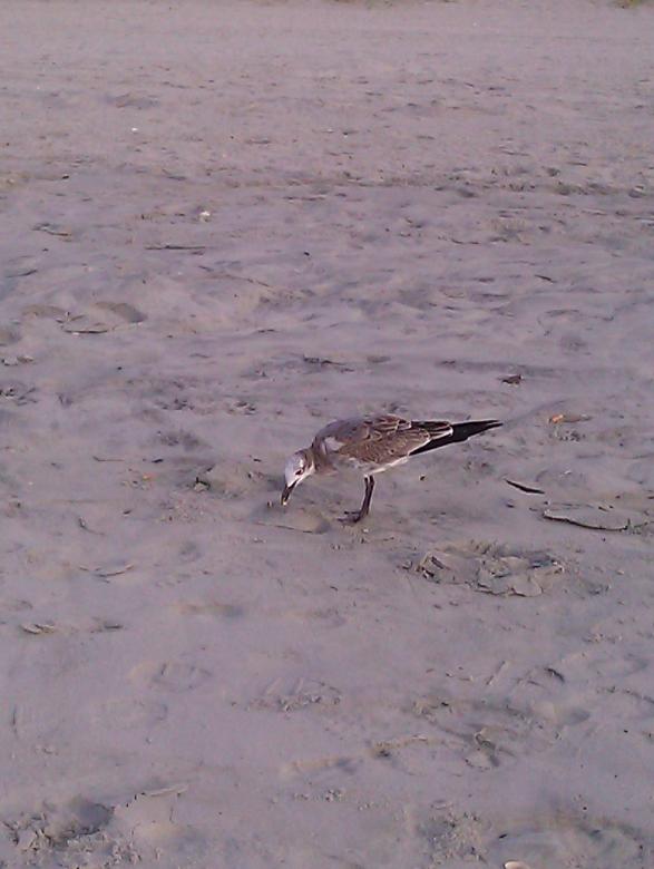 Free stock image of Bird created by Debbie White