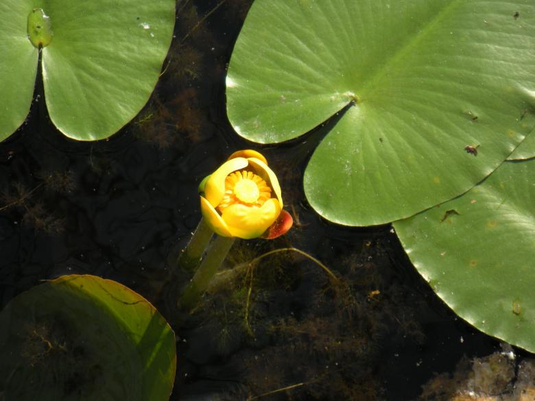 Free stock image of Lily Pads And Flowers created by Vincent alvino