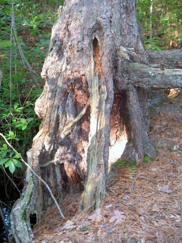 Free stock image of Deformed Tree Stumps created by Vincent alvino