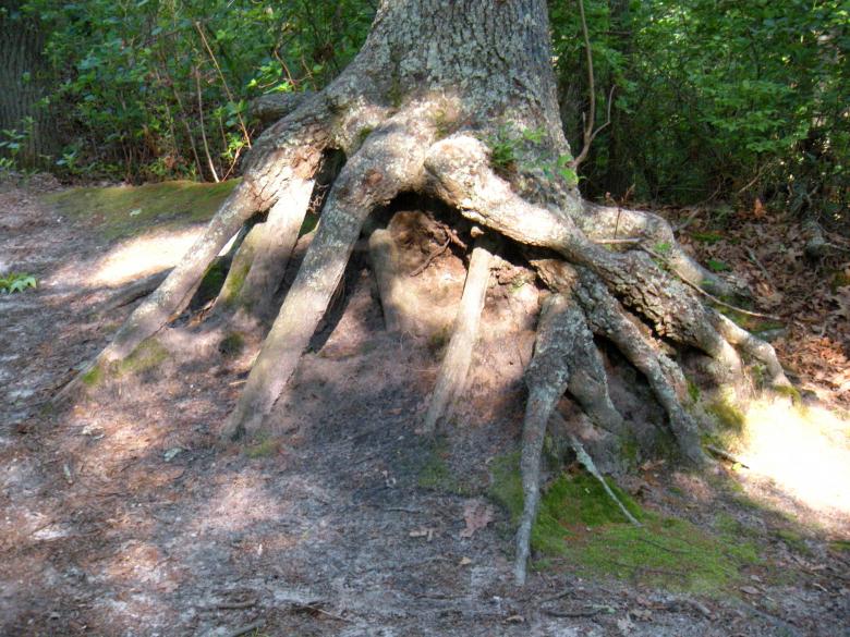 Free stock image of Deformed Tree Stumps created by Vincent alvino