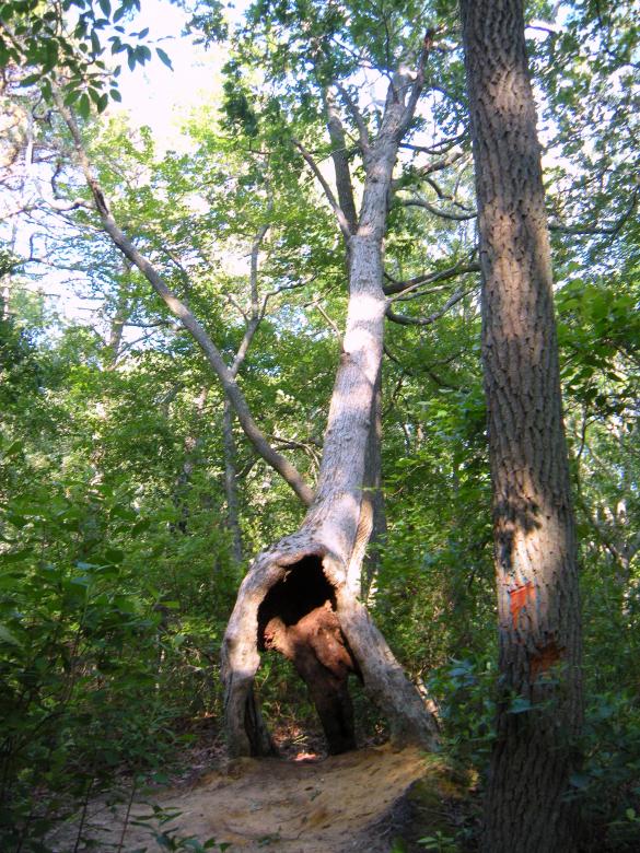 Free stock image of Deformed Tree Stumps created by Vincent alvino