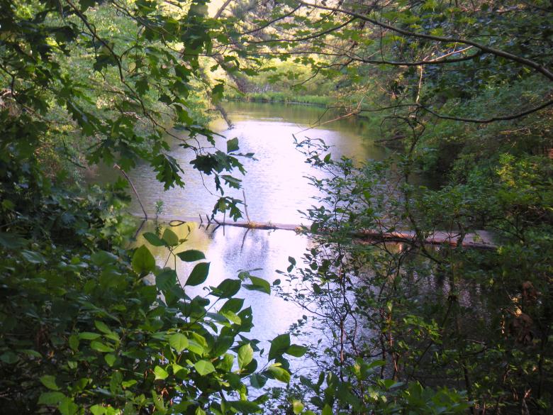 Free stock image of Water In The Forest created by Vincent alvino