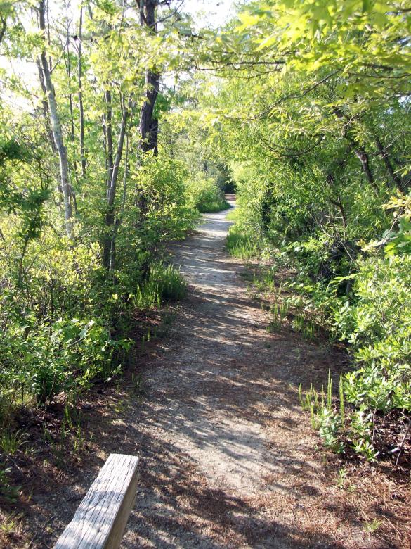 Free stock image of Woods Trail created by Vincent alvino
