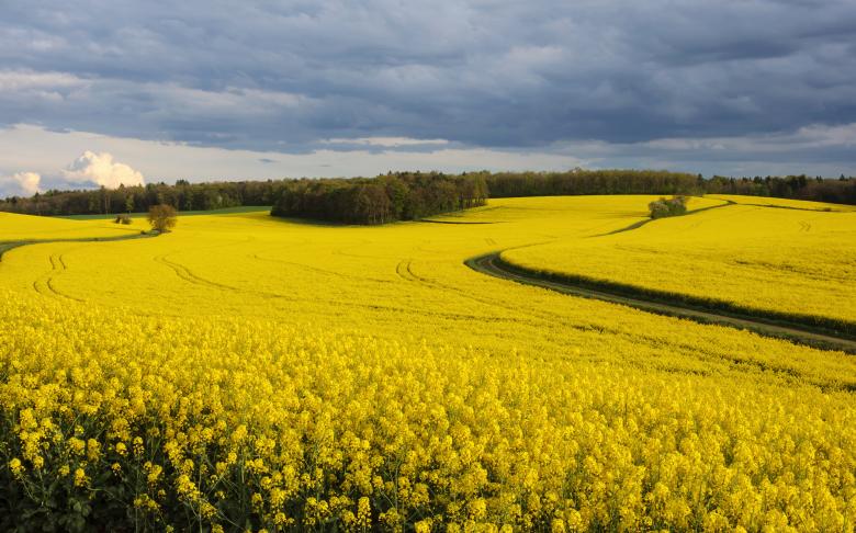Free stock image of Rapeseed field created by Andrius  Pavardė