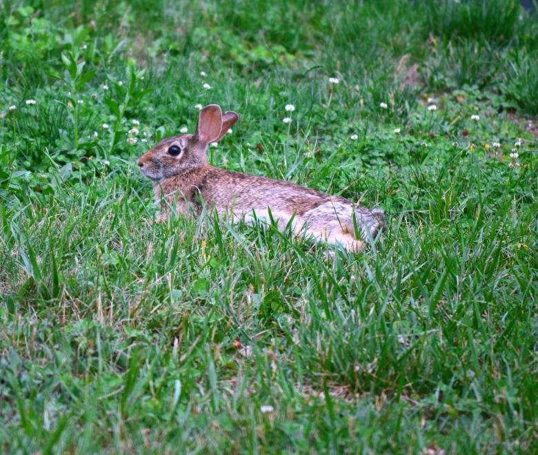 Free stock image of Wild Rabbit created by Vincent alvino