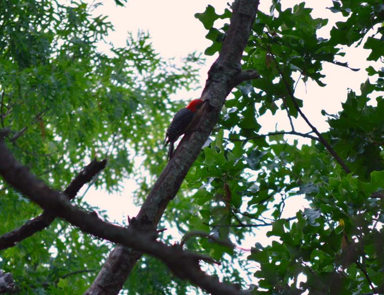 Free stock image of Red Headed Woodpecker created by Vincent alvino