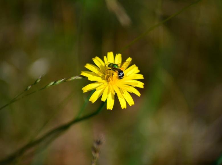 Free stock image of Bee On Flower created by Vincent alvino