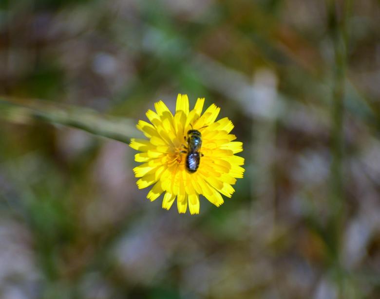 Free stock image of Flower With Bee created by Vincent alvino