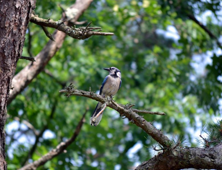 Free stock image of Blue Jay Bird created by Vincent alvino
