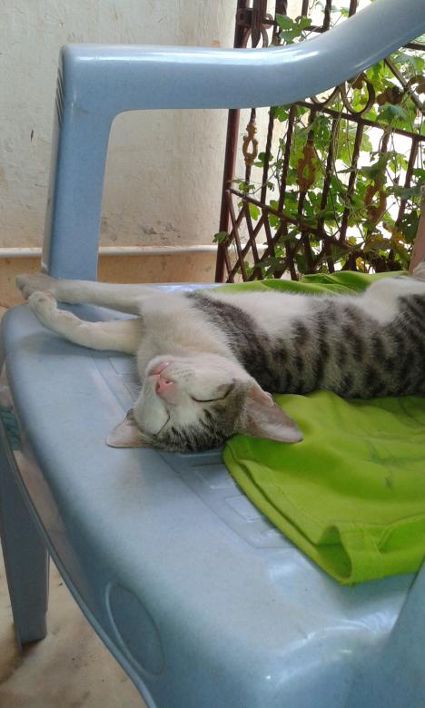 Free stock image of Cat sleeping created by taradi avinash