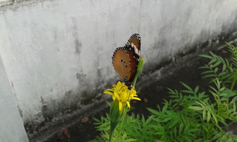 Free stock image of Butterfly created by taradi avinash