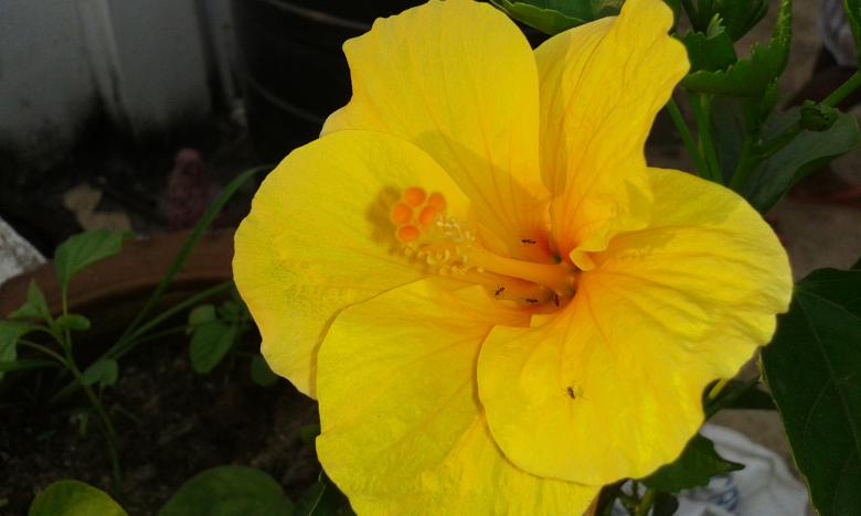 Free stock image of Yellow flower created by taradi avinash