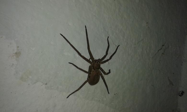 Free stock image of Spider created by taradi avinash