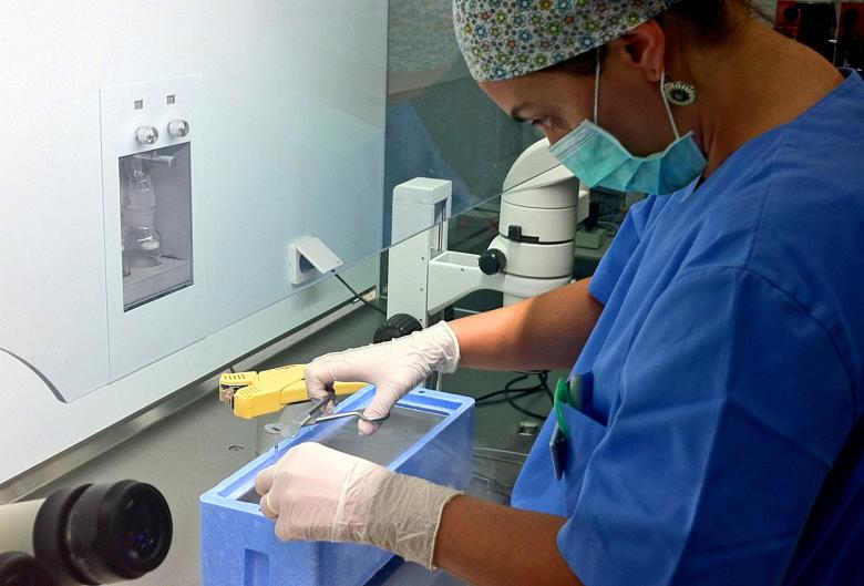 Free stock image of Biologist preparing cryopreserved sample created by Jack Moreh