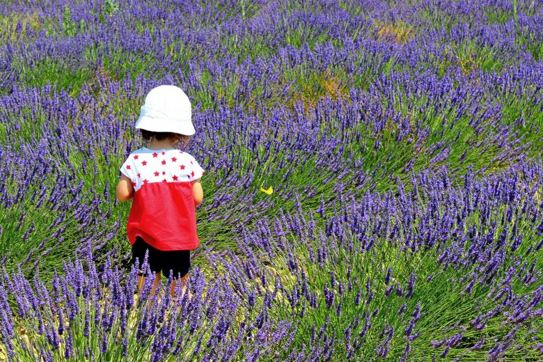 Free stock image of Child chasing a yellow butterfly created by Jack Moreh