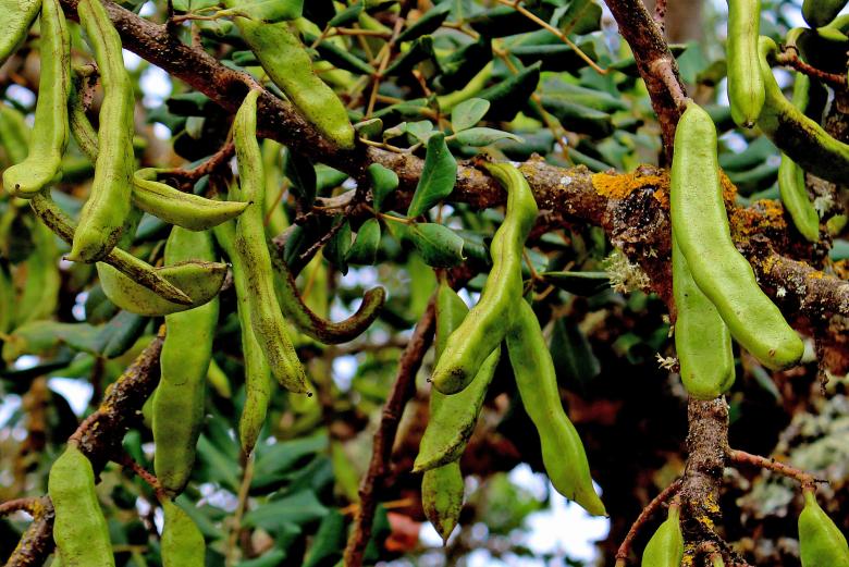 Free stock image of Green Carob Tree seed pods created by Jack Moreh