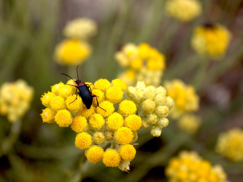 Free stock image of Beetle sits on yellow flower created by Jack Moreh