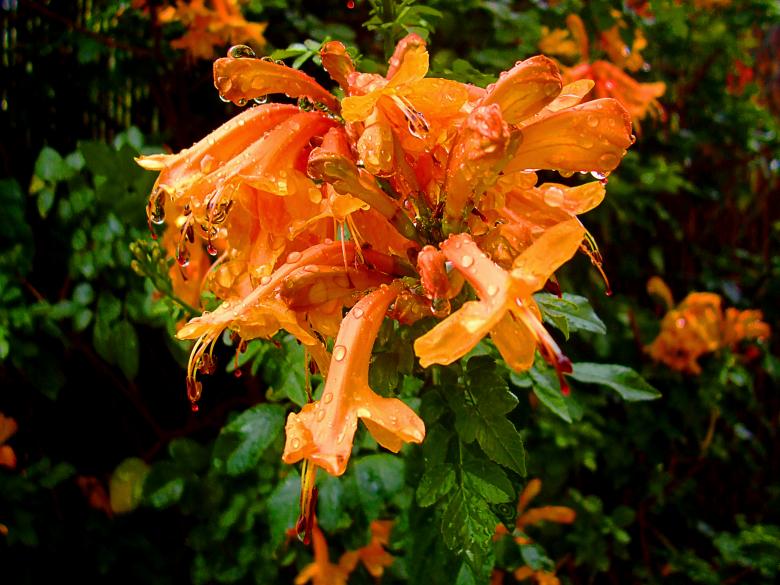 Free stock image of Beautiful blooming orange flower created by Jack Moreh