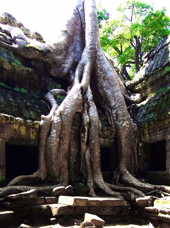 Free stock image of Famous giant spung tree roots enveloping created by Jack Moreh