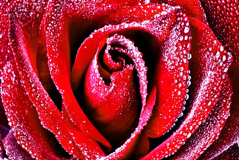 Free stock image of Red rose with dew drops closeup created by Jack Moreh
