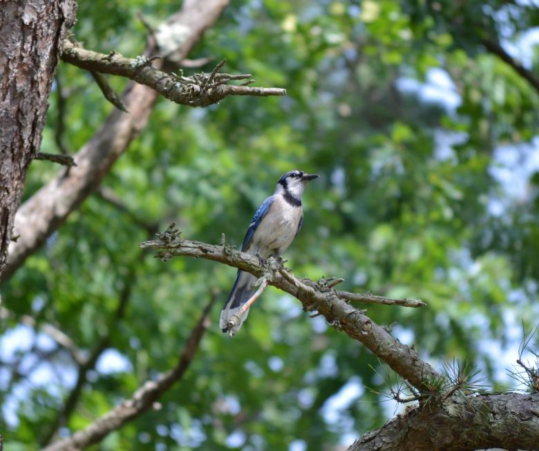 Free stock image of Blue Jay Bird created by Vincent alvino