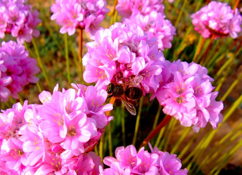 Free stock image of Honeybee pollinating Spiny Thrift created by Jack Moreh