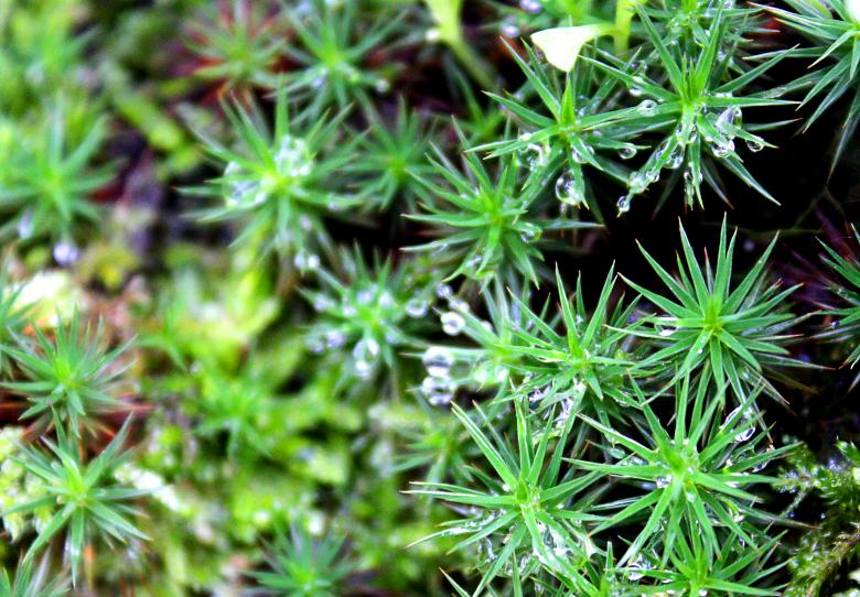 Free stock image of Macro of dew drops on moss created by Jack Moreh