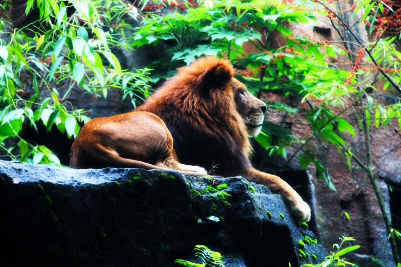 Free stock image of King of the Jungle created by Saprudin Sri Susanto