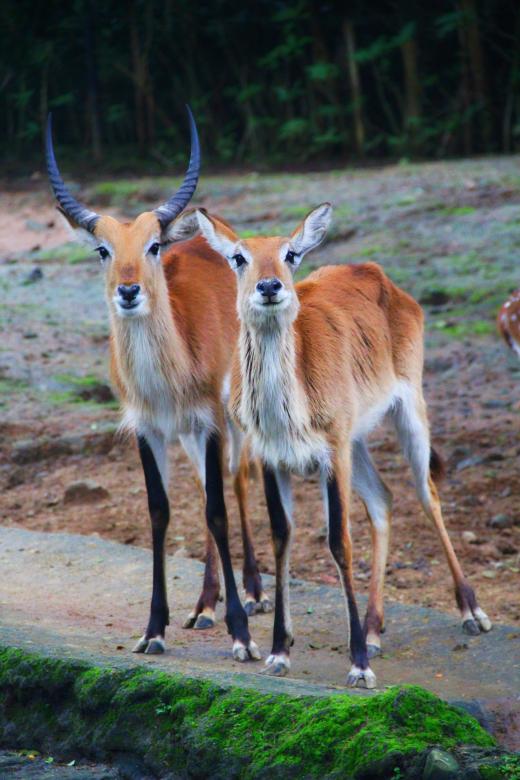 Free stock image of Impalas created by Saprudin Sri Susanto