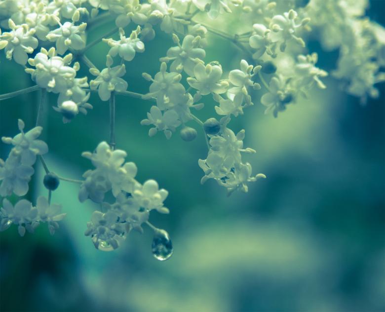 Free stock image of Water drop on plant background created by Alen