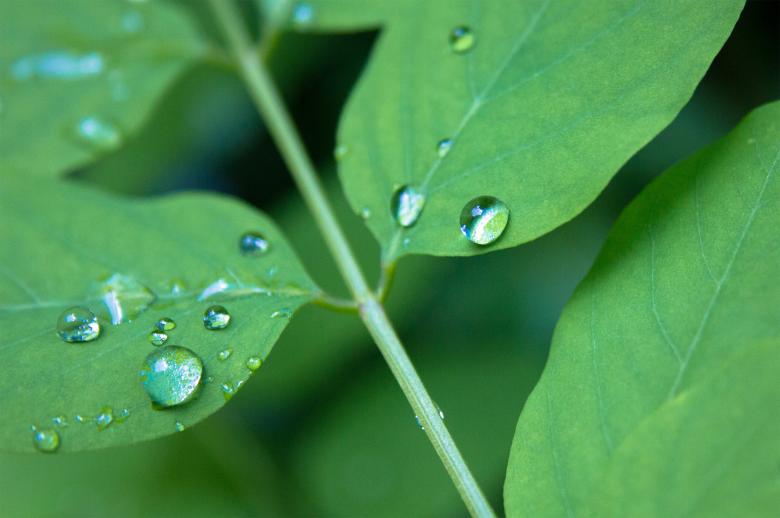 Free stock image of Water drops created by Alen