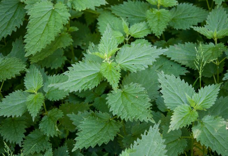 Free stock image of Poison ivy leaves created by Luka