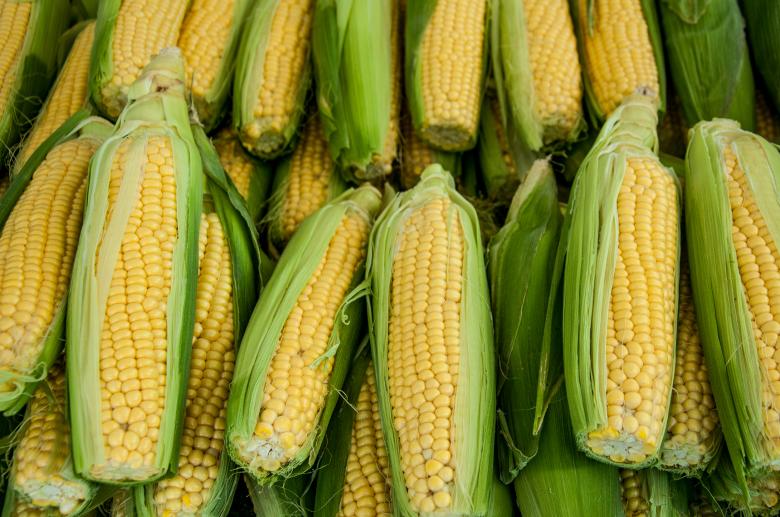 Free stock image of Corncobs created by Luka